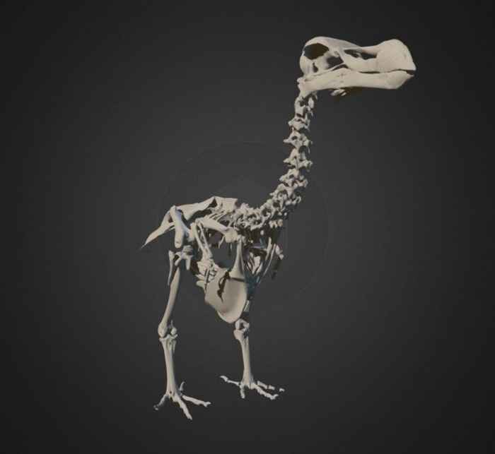 Interactieve scan dodo-skelet in onnatuurlijke houding Durban Natural Science Museum